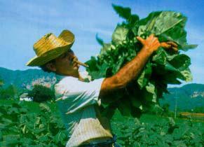 Mercado não competitivo Mercados onde os produtores podem, individualmente, influenciar o preço. Exemplo: Fertilizantes MNPÓLI 1. Um vendedor muitos compradores 2.