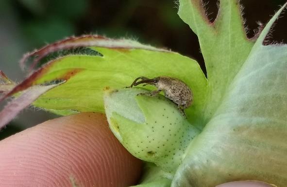 Foto 9 e 10. Presença de larva e bicudo do algodoeiro encontrado nas bordas dos talhões semeados com algodão safra.