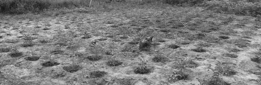 Uso de Terra em Mocambique A quem pretence a terra em Moçambique? Toda a terra em Moçambique pertence ao Estado. A terra não pode ser vendida nem comprada.