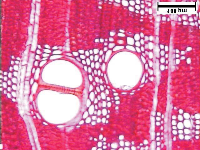 Figure 1 Cross section (70X) showing porosity, abundant fibers dark red in color, vessels light in color and oval parts and strips of axial parenchyma associated to vessels