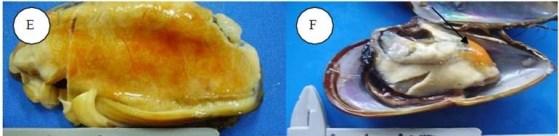 Marteilia refringens: Enfermidade de Aber Alta mortalidade Diagnóstico: hibridização in situ Perkinsus marinus e Perkinsus olseni Perkinsiose Alta mortalidade Redução da qualidade visual do produto