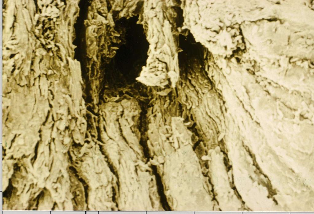 Teto normal ampliado em microscópio Teat End Lesions/ Hyperkeratosis Streak