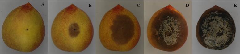 Figura 2. Evolução da lesão causada por M. fructicola em nectarinas Aurojima. Inoculação (A), três (B), quatro (C), cinco (D) e seis (E) dias após a inoculação.