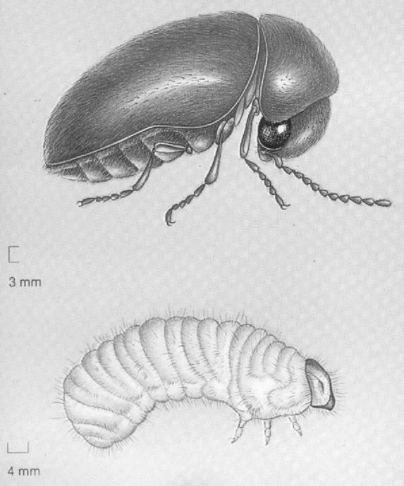 asas membranosas, pregadas embaixo dos élitros que, em geral, servem para voar; As larvas e os adultos apresentam aparelho bucal mastigador; As larvas podem ser com ou sem patas (ápodas); sua