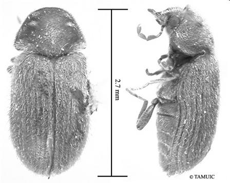 Se assemelha bastante com o Lasioderma serricorne; diferenciando-se deste, por apresentar os élitros estriados e as antenas apenas com os três últimos segmentos serrilhados; O inseto adulto mede 2 a