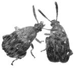 É outro caruncho do feijão que também não ataca outros grãos armazenados; O inseto adulto mede 1,8 a 2,5 mm de