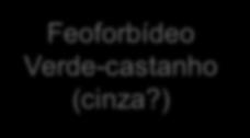 fitol Feoforbídeo Verde-castanho (cinza?