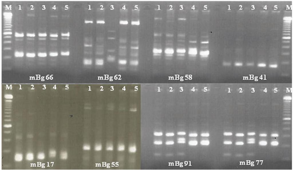 Fortes et al. Figura 2. Padrão de amplificação de oito locos SSR de Bactris gasipaes em cinco amostras de DNA de A. vulgare. (M= marcador 1kb; 1 a 5= amostras de DNA). Figure 2.