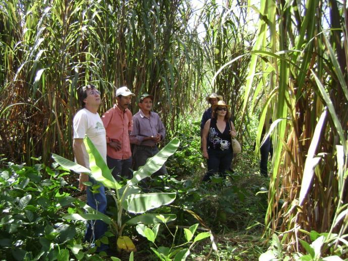 A implantação das unidades demonstrativas envolveu ainda diversas atividades, como a coleta de sementes, mutirão para implantação dos SAF s e aquisição de mudas, tanto de espécies nativas quanto de