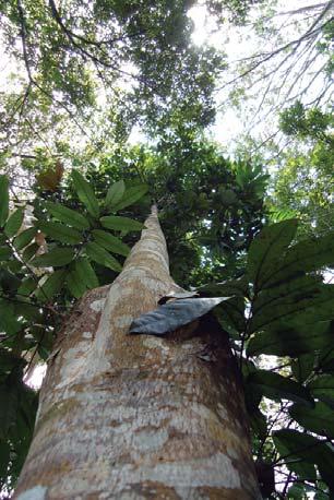 O blocante ao tronco é parecido com a peconha, mas muito mais seguro, pois você usa o talabarte para abraçar as árvores e sobe