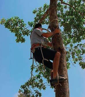 cordas das montanhas para a floresta, que é um