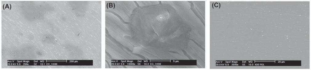 A infl uência do Thiobacillus Thiooxidans na corrosão do aço inoxidável 430 em H SO 1 mol L -1 levando a uma minimização da perda da velocidade de corrosão em relação ao sistema sem TT até 180