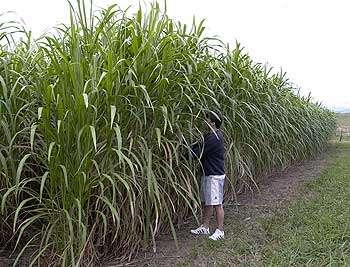 Gênero Penisetum Gênero Penisetum Espécie: Pennisetum purpureum, Schumach Origem: África Brasil: 1920, a partir de mudas provenientes de Cuba.