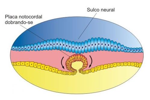 Notocor