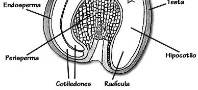 DESENVOLVIMENTO DO ENDOSPERMA PERISPERMA Desenvolvimento do tecido nucelar materno Exemplos: café, beterraba TECIDO DE RESERVA