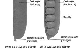 de dormência - Controle da dispersão espacial das sementes: asas, espinhos, pelos mucilagens, substâncias resistentes ao trato