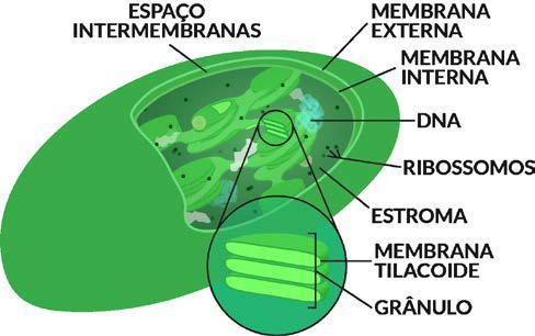 Na respiração você pega um composto orgânico, oxida e libera energia, CO2 e água. Na fotossíntese você pega CO2, água e energia pra produzir um composto orgânico e oxigênio.