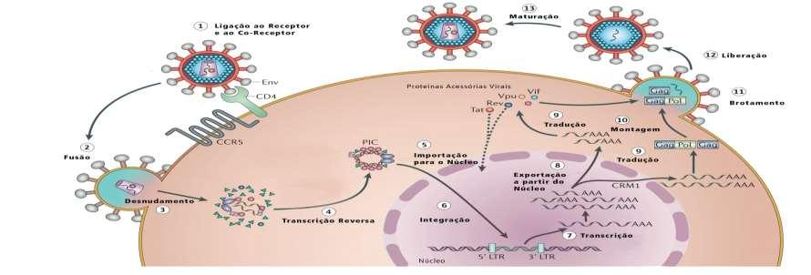 24 1.3 Ciclo Replicativo do HIV-1 O ciclo replicativo do HIV-1 (Figura 5) ocorre em etapas distintas.