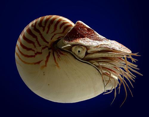 Classe Cephalopoda kephale = cabeça;
