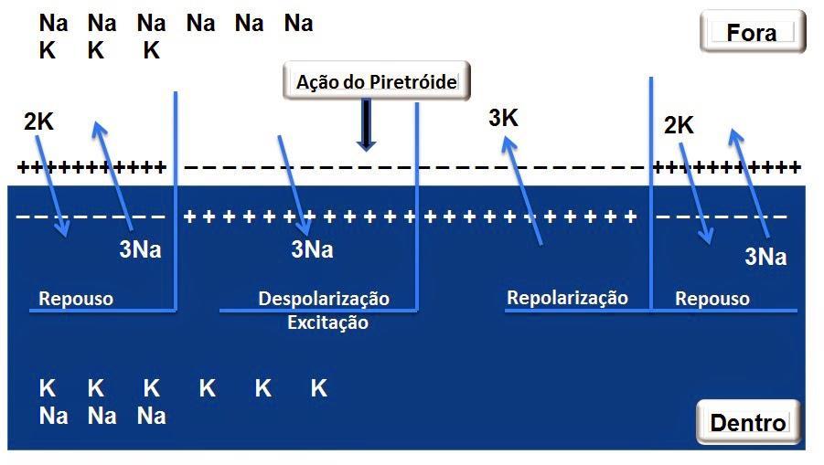 Inicialmente as forças que geram a entrada de Na para a célula são maiores que as forças que tendem a liberar K para o exterior da célula e posteriormente vão mudando conforme o Potencial de Membrana