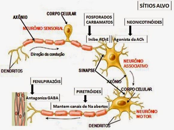 A atividade letal dos piretróides parecem envolver ações no sistema nervoso central e periférico, enquanto que o efeito knockdown é provavelmente produzido por intoxicação periférica.