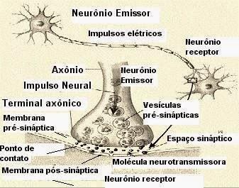 Um neurônio não chegar a ficar em contato com outro neurônio.