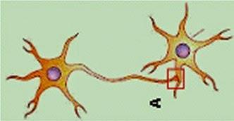 O mecanismo de ação dos inseticidas sobre estes neurotransmissores é uma forma de classifica-los. 1.