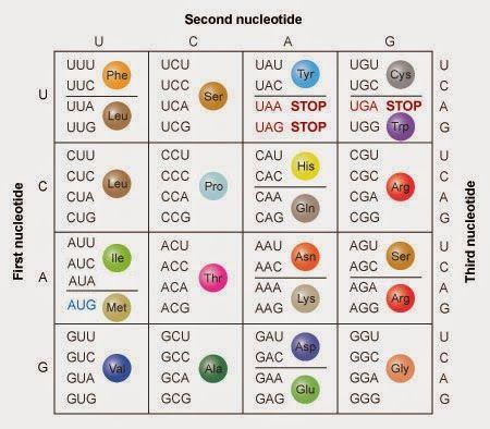 Os trnas transportam um AA correspondente à um códon para o ribossomos: 32 tipos de trna para 20