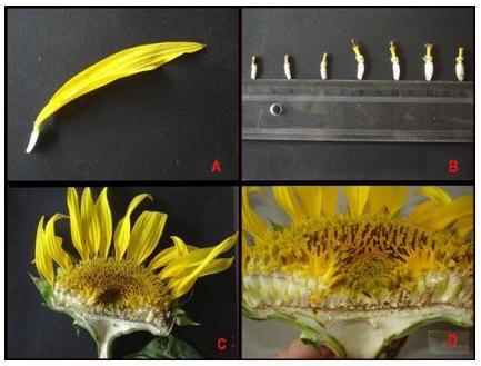 Teixeira e Zampieron, 2008 7 Figura 2: Partes florais do girassol (Helianthus annuus) coletado na primavera de 2007 aos 60 DAS.