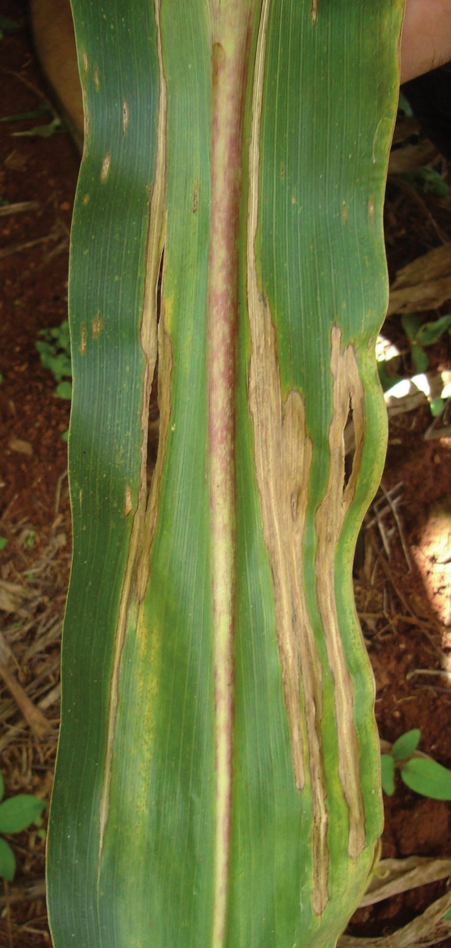 Doenças Causadas por Fungos do Gênero Stenocarpella spp.