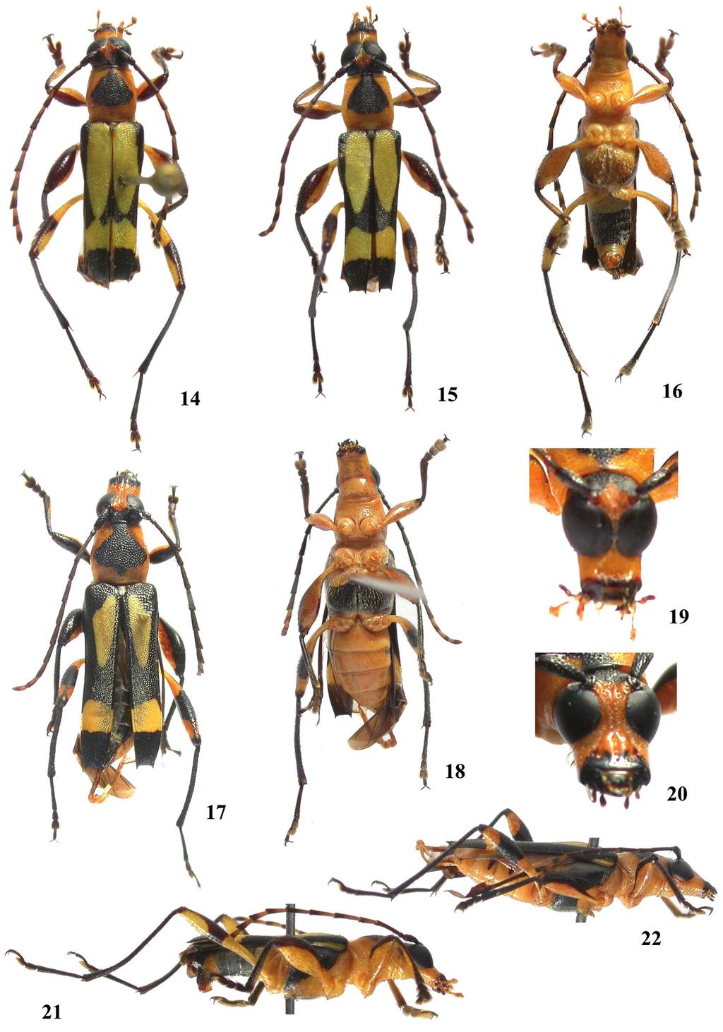 400 Martins, U.R. & Santos-Silva, A.: Estudos taxonômicos em Rhinotragini I Figuras 14 22: Agaone notabilis (White, 1855): 14 15. Macho, dorsal; 16.