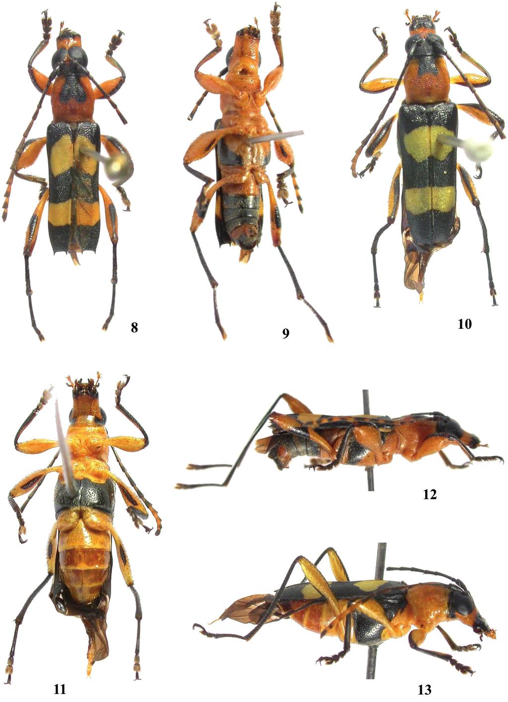 Papéis Avulsos de Zoologia, 50(25), 2010 397 Figuras 8 13: Agaone peruviensis (Fisher, 1952): 8.