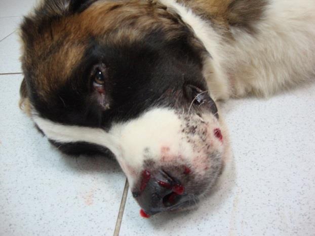 115 el reporte de un caso de un perro que presenta intensa epistaxis bilateral tratado en el hospital veterinario.