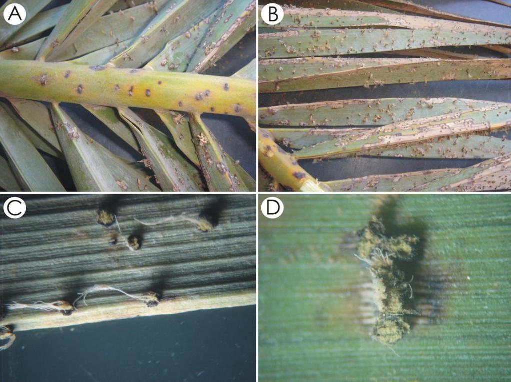 NOTA TÉCNICA 131 Figura 1. Mancha foliar de Grafiola da tamareira (Phoenix dactylifera): (A e B) Sintomas de manchas amarelas e sinais (soros) nas folhas e ráquis.