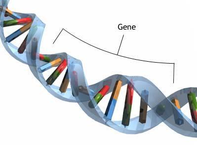 OS GENES Cada porção de DNA que codifica a informação para uma