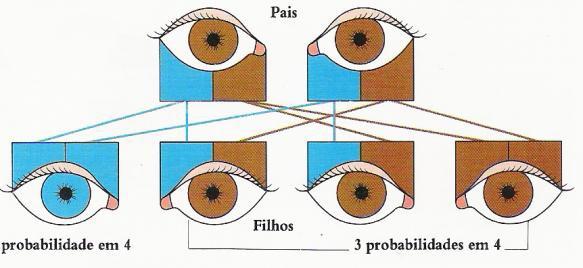 olhos castanhos Portador de