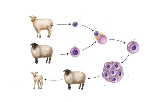COMO SE FAZ A CLONAGEM EM ANIMAIS? 1- Uma célula é retirada do ubre de uma ovelha que se pretende clonar. 2- Preserva-se apenas o núcleo dessa célula.