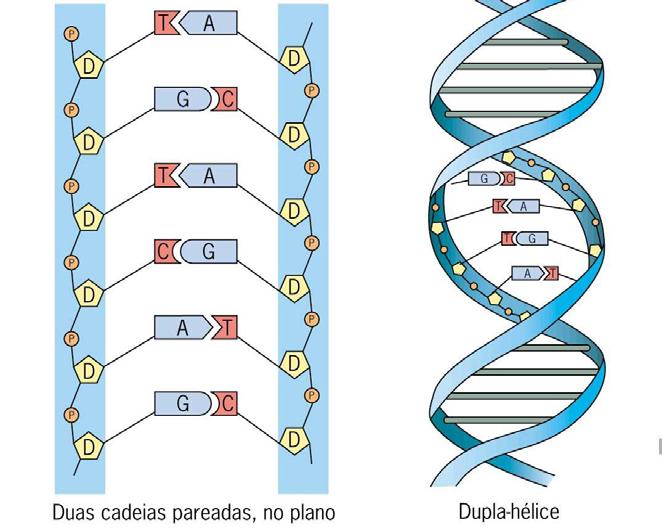 ESTRUTURA DO ADN A sequência de nucleótidos é