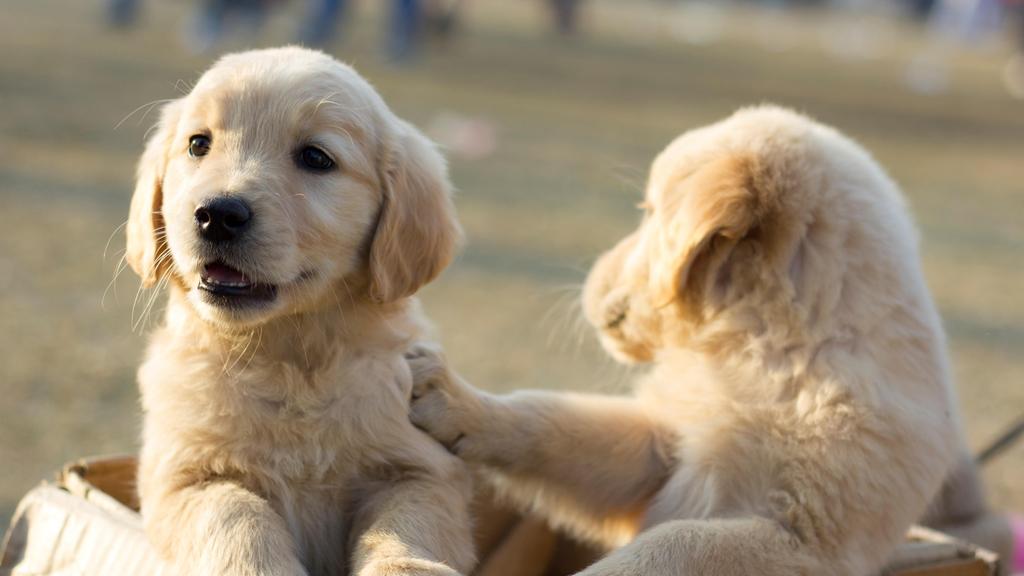 FESTIVAL BOM PRA CACHORRO 2017 RESUMO DO PLANO O melhor amigo do homem tem sempre uma participação muito especial na vida das pessoas.