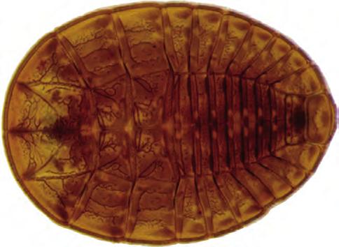 402 Biota Neotrop., vol. 11, no. 1 Segura, M.O. et al. Figura 21. Psephenidae (Psepheninae), larva, vista dorsal.
