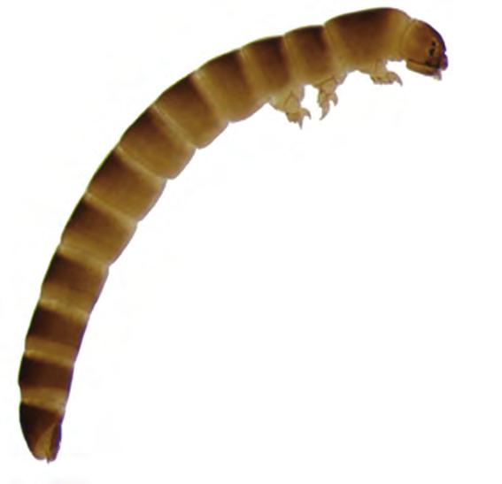 que os tergitos são anulares... Dryopidae (Figuras 25 e 26) Figura 25. Dryopidae, larva, vista ventral.