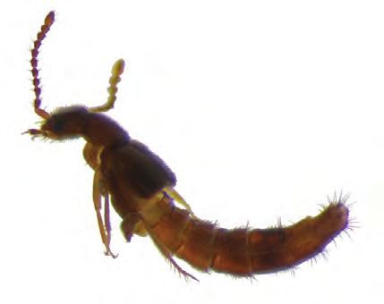Biota Neotrop., vol. 11, no. 1 407 Chave de Famílias de Coleoptera Aquáticos Figura 36. Dytiscidae, adulto, vista ventral. Figure 36. Dytiscidae, adult, ventral view. 4. Élitros curtos, pelo menos dois tergitos abdominais visíveis.