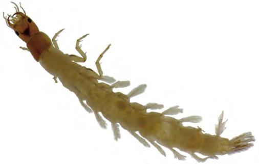 Ptilodactylidae, larvae, latero-ventral view of the legs. 3.