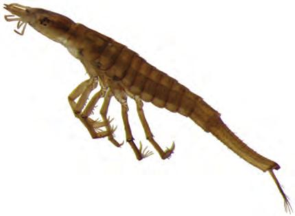 Figure 6. Noteridae, larvae, dorsal view of the anterior region. Figura 7. Noteridae, larva, vista lateral. Figure 7. Noteridae, larvae, lateral view. 4.