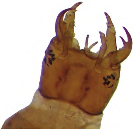 Dytiscidae, larvae, dorsal view of the head and pronotum. 5. Labro e clípeo fundidos.