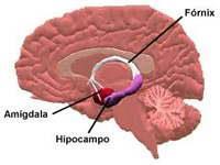 Sistema Límbico A amígdala e o hipocampo são estruturas