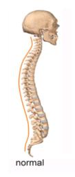 Tronco Normal A pelve, forma uma base estável para a longa alavanca móvel do tronco nas posturas eretas; As escápulas flutuam e permitem