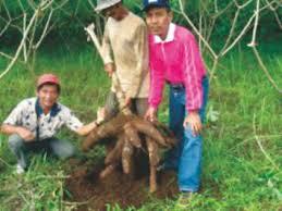 Porta-enxertos: alguns exemplos de benefícios Mukibat grafting system - agricultor da Indonésia