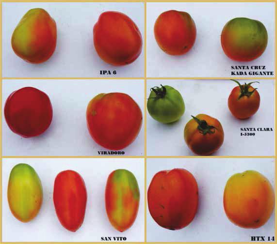 Capítulo 18 Avaliação agronómica de variedades de tomate 199 Fotos: Hipólito Malia A B C D E Figura 58.