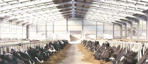 Causas de cetose em vacas leiteiras Volume de nutrientes escoados pela produção de leite